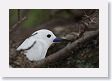 BirdIsland51 * Common Fairy-Tern. * Common Fairy-Tern.