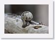 BirdIsland52 * Common Fairy-Tern egg. No nest required. * Common Fairy-Tern egg. No nest required.