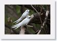 BirdIsland57 * Common Fairy-Terns. * Common Fairy-Terns.