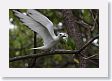 BirdIsland60 * Common Fairy-Tern. * Common Fairy-Tern.