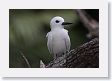 BirdIsland67 * Common Fairy-Tern. * Common Fairy-Tern.