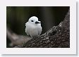 BirdIsland68 * Common Fairy-Tern. * Common Fairy-Tern.