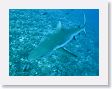 SharkHole105 * Grey reef shark. * Grey reef shark.