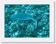 SharkHole106 * Grey reef shark. * Grey reef shark.