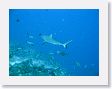 SharkHole108 * Grey reef shark. * Grey reef shark.