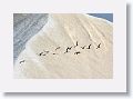 A flock of Black skimmers take flight as our tour boat passes by