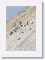 A flock of Black skimmers take flight as our tour boat passes by