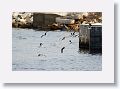 A flock of Black skimmers take flight as our tour boat passes by