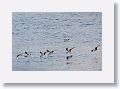 The lower mandible is longer than the top and the Black skimmer drags it in the water as it flies hoping to catch a small fish