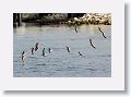 A flock of Black skimmers take flight as our tour boat passes by