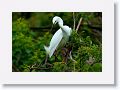 Snowy Egret