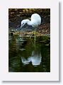 Immature Little Blue Heron