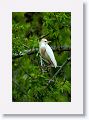 Cattle Egret in breeding plumage