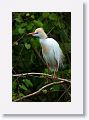 Cattle Egret in breeding plumage