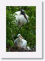 Wood Stork with chicks