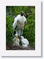 Wood Stork with chicks