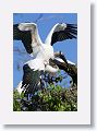 03a-047 * Wood Storks mating * Wood Storks mating