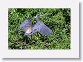 03a-054 * Little Blue Heron * Little Blue Heron