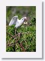 03a-057 * Cattle Egret * Cattle Egret