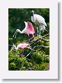 04a-032 * Wood Stork and Roseate Spoonbills * Wood Stork and Roseate Spoonbills