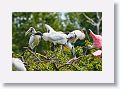 04a-034 * Wood Storks and Roseate Spoonbills * Wood Storks and Roseate Spoonbills