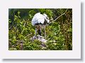 04a-037 * Wood Stork on nest with chicks * Wood Stork on nest with chicks