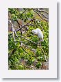 04a-039 * Cattle Egret * Cattle Egret