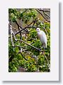 04a-040 * Cattle Egret * Cattle Egret