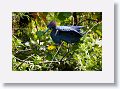 04a-062 * Little Blue Heron * Little Blue Heron