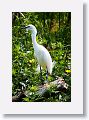 04a-063 * Snowy Egret * Snowy Egret