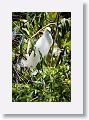 04a-064 * Snowy Egret * Snowy Egret