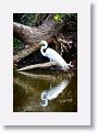 04a-065 * Great Egret * Great Egret