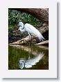 04a-066 * Great Egret * Great Egret