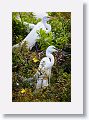 04a-067 * Great Egrets * Great Egrets