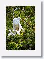 04a-068 * Great Egret on nest with chicks * Great Egret on nest with chicks