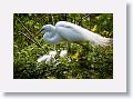 04a-069 * Great Egret on nest with chicks * Great Egret on nest with chicks