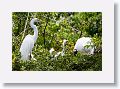 04a-070 * Great Egret on nest with chicks * Great Egret on nest with chicks