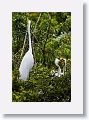 04a-071 * Great Egret on nest with chicks * Great Egret on nest with chicks