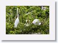 04a-072 * Great Egret on nest with chicks * Great Egret on nest with chicks