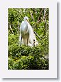 04a-073 * Great Egret on nest with chicks * Great Egret on nest with chicks