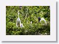 04a-074 * Great Egret on nest with chicks * Great Egret on nest with chicks