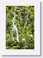 04a-075 * Great Egret on nest with chicks * Great Egret on nest with chicks