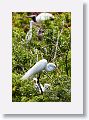 04a-077 * Great Egret on nest with chicks * Great Egret on nest with chicks