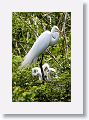 04a-078 * Great Egret on nest with chicks * Great Egret on nest with chicks