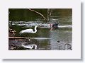 04a-079 * Great Egret and Muscovy Duck * Great Egret and Muscovy Duck