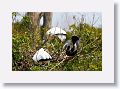 04a-083 * Anhinga Anhinga (Water Turkey, Snake Bird) * Anhinga Anhinga (Water Turkey, Snake Bird)