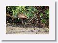 04a-085 * Limpkin with chicks * Limpkin with chicks