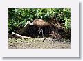 04a-086 * Limpkin with chicks * Limpkin with chicks