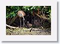 04a-087 * Limpkin with chicks * Limpkin with chicks