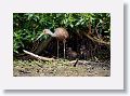 04a-088 * Limpkin with chicks * Limpkin with chicks